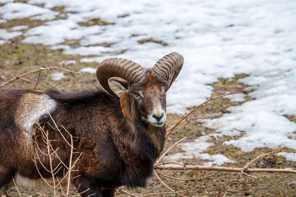 A ram photographed in Yosemite National Park