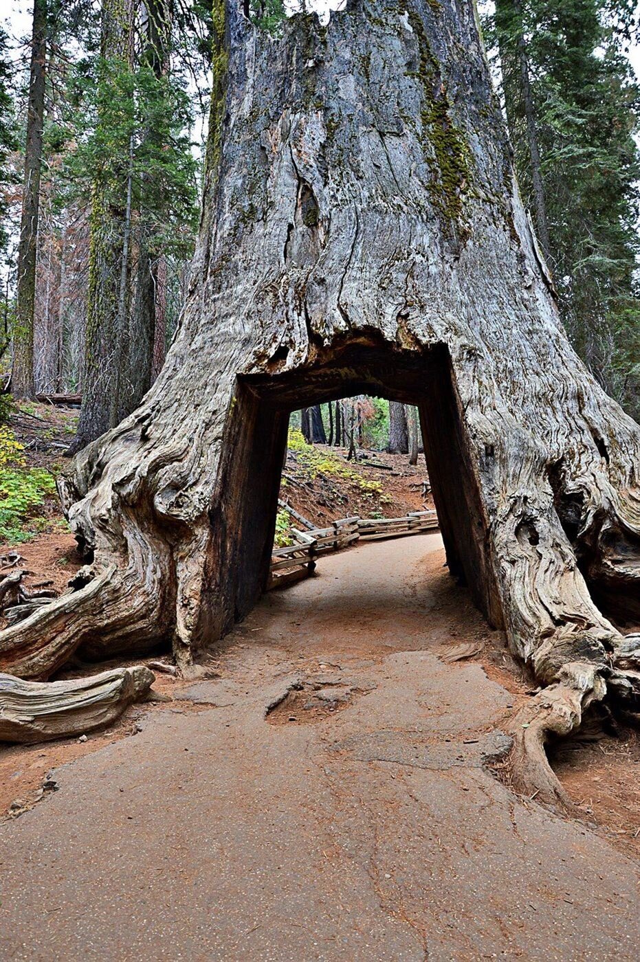 Sequoia at Yosemite National Park