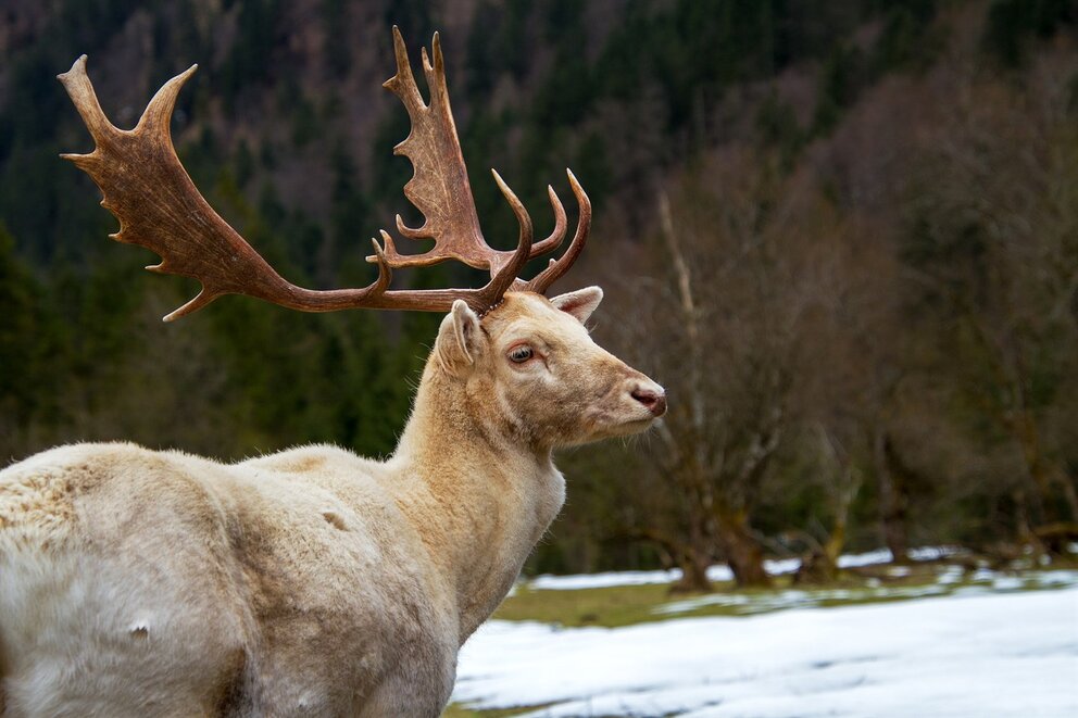 Deer in Yosemite National Park